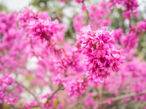 Blooming Cercis chinensis or the Chinese redbud. Natural spring background with sun shining through pink beautiful flowers.
