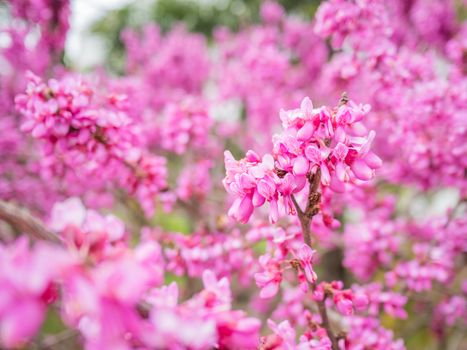 Blooming Cercis chinensis or the Chinese redbud. Natural spring background with sun shining through pink beautiful flowers.