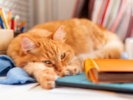 Cute ginger cat is sleeping among office supplies. Fluffy pet dozing on stationery. Cozy home background.