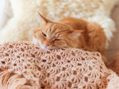 Cute ginger cat sleeping on pile of clothes. Fluffy pet mimics the color of textile.