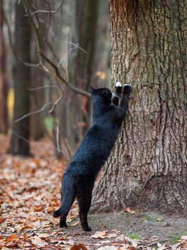 Fluffy black cat with white spots sharpens its claws on a tree in park. Stray animal in forest.