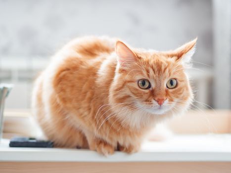 Close up profile portrait of cute ginger cat sitting on desktop. Fluffy pet is staring with attention. Curious domestic kitty.