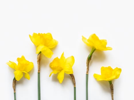 Group of five Narcissus or daffodils. Bright yellow flowers on white background. Banner with copy space.