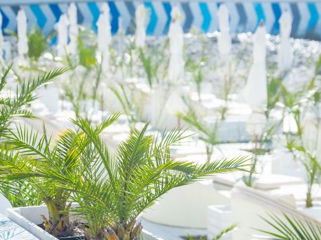 Mediterranean cafe. White furniture and sun umbrellas with palm trees in pots. Sunny day on beach.