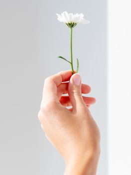 Hand with chrysanthemum flower. Woman is holding blooming flower on grey shadowed background.