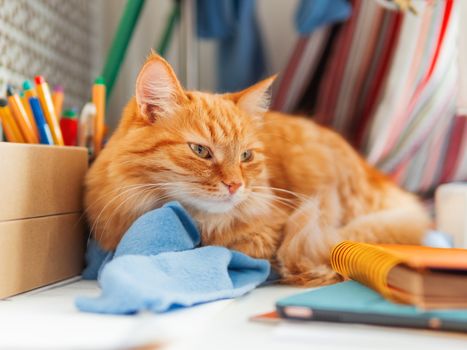 Cute ginger cat is sleeping among office supplies and sewing machine. Fluffy pet dozing on stationery. Cozy home background.