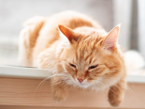 Close up portrait of cute ginger cat. Fluffy pet is sleeping. Domestic kitty on table.