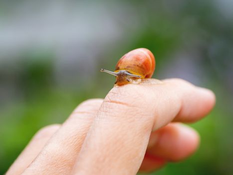 Small brown snail crawls on a woman's finger. Natural background with small mollusc.