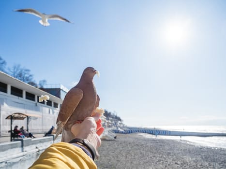 Pigeon snatched a piece of bread from the woman's hand. Feeding birds. Bright blue sky and sea embankment on background. Sochi, Russia.