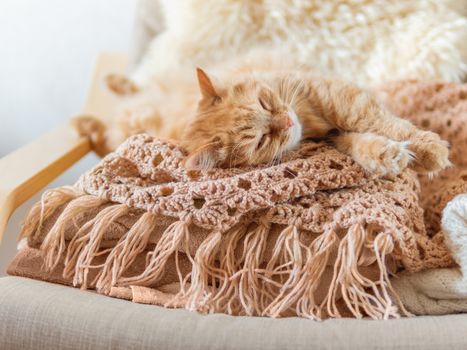 Cute ginger cat sleeping on pile of clothes. Fluffy pet mimics the color of textile.