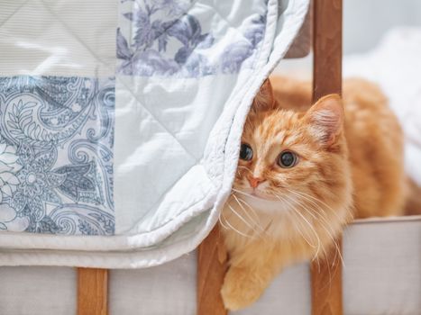 Cute ginger cat is hiding in a crib behind a hand made blue and white decorative patchwork blanket. Fluffy pet in cozy home.