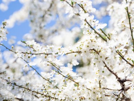 Blooming cherry tree. Beautiful white flowers on clear blue sky background. Sunny spring day.