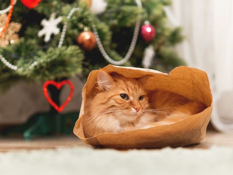 Cute ginger cat is hiding in craft paper bag. Fluffy pet in wrapping paper under the Christmas tree. Cozy home with decorations for New Year celebration.