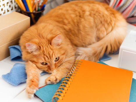 Cute ginger cat is sleeping among office supplies and sewing machine. Fluffy pet dozing on stationery. Cozy home background.