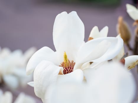 Blooming magnolia. Natural spring background with big beautiful white flower.