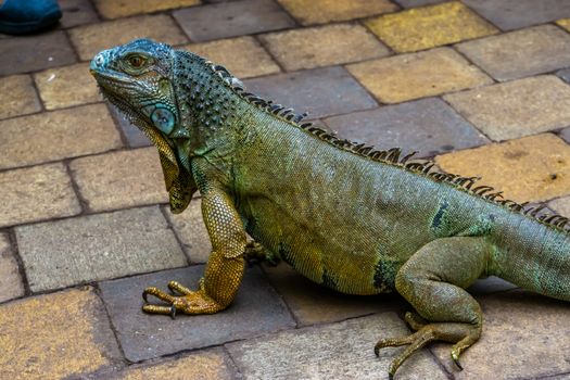 closeup of a green american iguana, popular tropical reptile specie from America