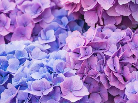 Blooming lilac and light blue hydrangea flowers. Close up photo of beautiful flowers in garden.