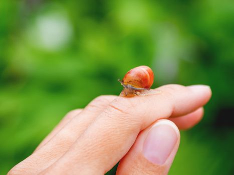 Small brown snail crawls on a woman's finger. Natural background with small mollusc.