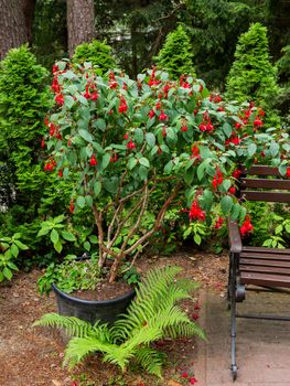 Blooming Fuchsia after rain. Shrub in flower pot is standing in garden. Red flowers with raindrops on leaves and petals.