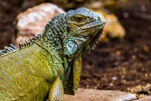 beautiful closeup portrait of the face of a green american iguana, popular tropical lizard from America