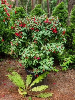 Blooming Fuchsia after rain. Shrub in flower pot is standing in garden. Red flowers with raindrops on leaves and petals.