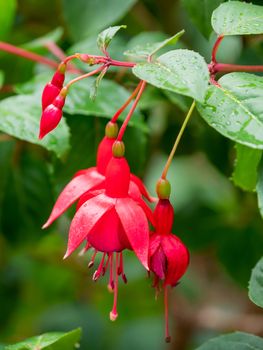 Blooming Fuchsia after rain. Close up photo of red flowers with raindrops on leaves and petals.