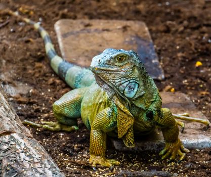 beautiful closeup portrait of a green american iguana, popular tropical lizard from America