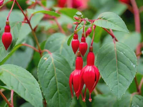 Blooming Fuchsia after rain. Close up photo of red flowers with raindrops on leaves and petals.