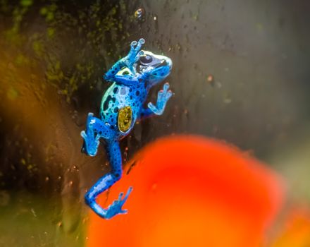 Blue poison dart frog walking against the glass window, tropical amphibian specie from Suriname, South America
