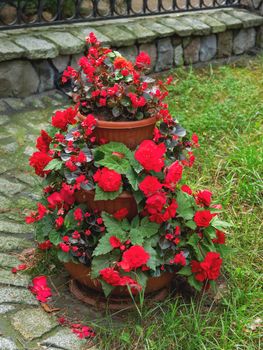 Blooming Begonia. Three-level flower pot is standing on law in garden. Red flowers with raindrops on leaves and petals.