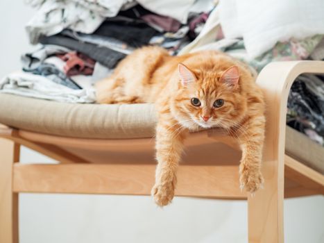 Cute ginger cat is lying on beige chair. Pile of crumpled clothes behind fluffy pet.