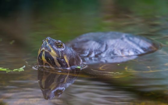 beautiful closeup of a cumberland slider turtle swimming in the water, tropical reptile specie from America