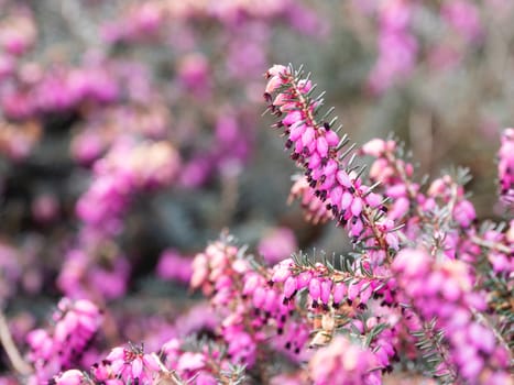 Blooming Calluna vulgaris, known as common heather, ling, or simply heather. Natural spring background with sun shining through pink beautiful flowers.