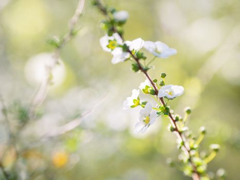 Blooming cherry tree. Beautiful white flowers on green natural background. Sunny spring day.