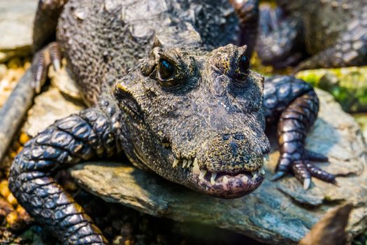 african dwarf crocodile with its face in closeup, tropical and vulnerable reptile specie from Africa