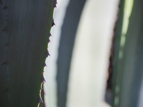 Cactus leaves with spikes. Natural background with a prickly plant.