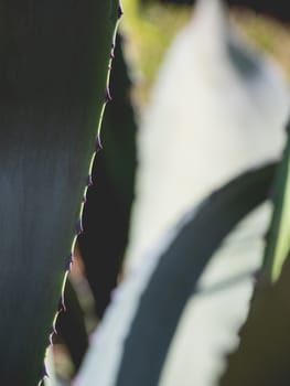 Cactus leaves with spikes. Natural background with a prickly plant.