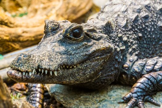 closeup of the face of a african dwarf crocodile, tropical and vulnerable reptile specie from Africa