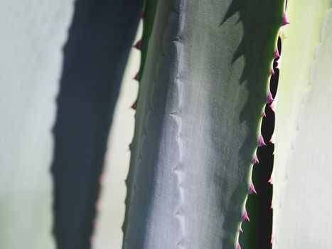 Cactus leaves with spikes. Natural background with a prickly plant.