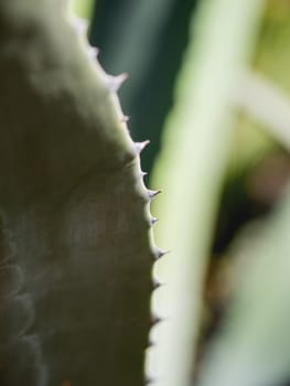 Cactus leaves with spikes. Natural background with a prickly plant.