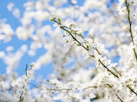 Blooming cherry tree. Beautiful white flowers on clear blue sky background. Sunny spring day.