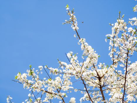 Blooming cherry tree. Beautiful white flowers on clear blue sky background. Sunny spring day.