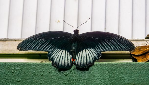 closeup of a black and white mormon butterfly, tropical insect specie from the philippines, Asia
