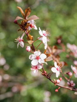 Blooming cherry tree. Beautiful white flowers on green natural background. Sunny spring day.