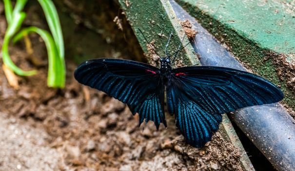 closeup of a great black mormon butterfly, tropical insect specie from Asia