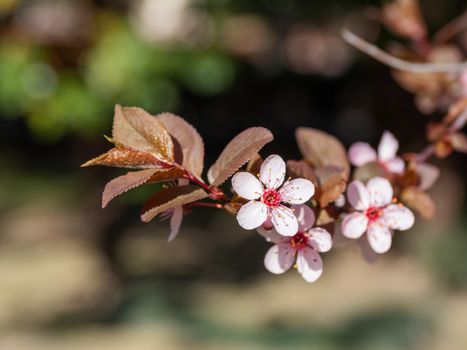 Blooming cherry tree. Beautiful white flowers on natural background. Sunny spring day.