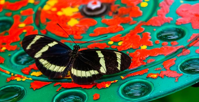 macro closeup of a hewitson's longwing butterfly, tropical insect specie from Costa Rica, America