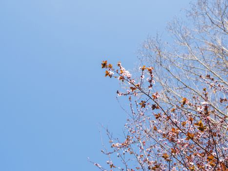 Blooming cherry tree. Beautiful white flowers on clear blue sky background. Sunny spring day.