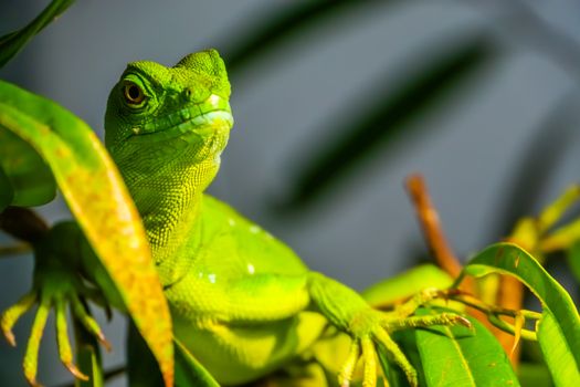 closeup portrait of a green plumed basilisk, tropical reptile specie from America