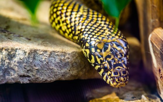 beautiful closeup of the face of a eastern king snake, tropical reptile specie from America